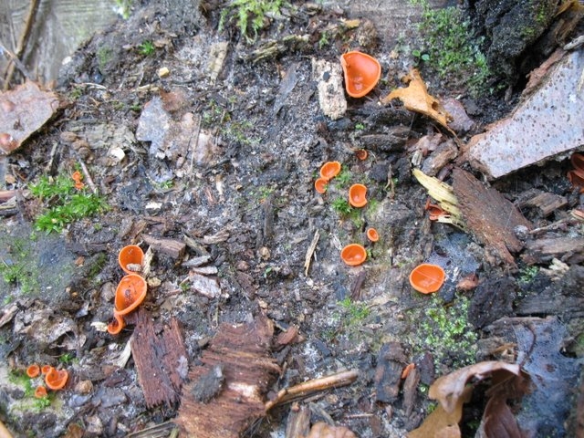 Pezizes orangées 001